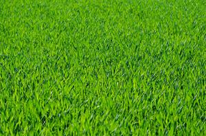 turf